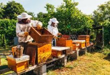 Pourquoi faut-il suivre une formation apiculture ?