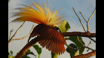 Comment Devenir Bagueur D'oiseaux